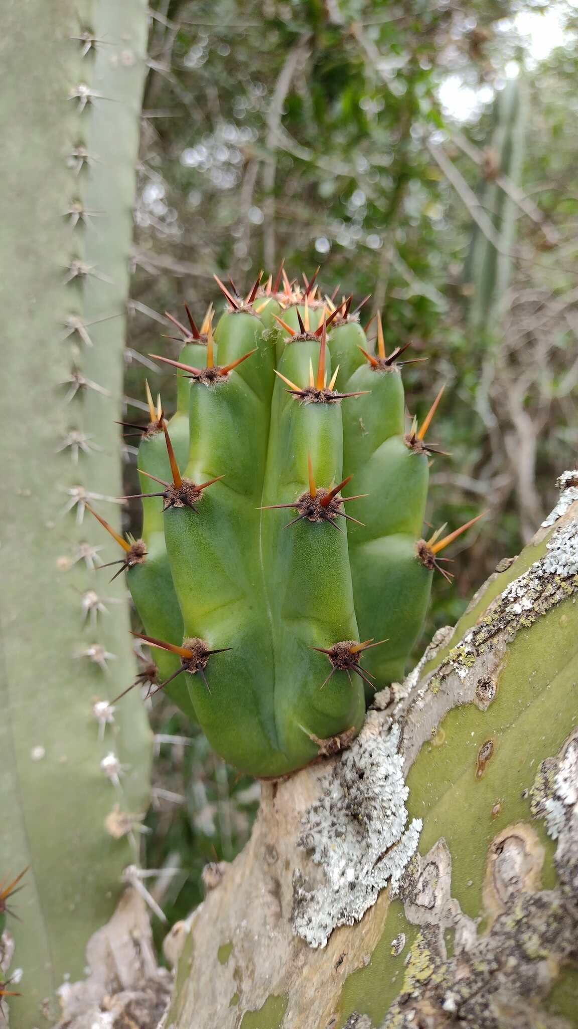 Cereus hildmannianus
