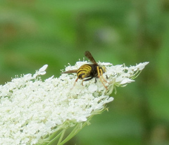 Vespula vidua