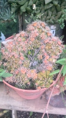 Gymnocalycium marsoneri