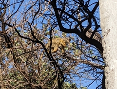 Alouatta caraya