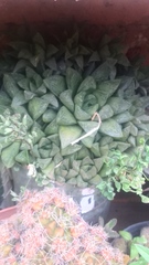 Haworthia