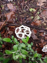 Ileodictyon cibarium