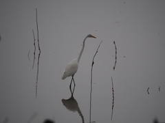 Ardea alba