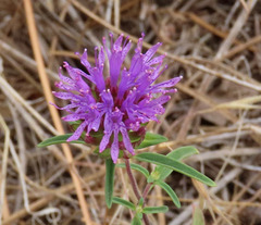 Monardella breweri lanceolata