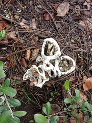 Ileodictyon cibarium