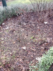 Ileodictyon cibarium