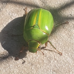 Pelidnota prasina