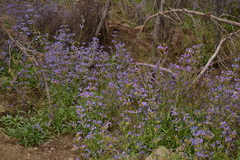 Penstemon gracilentus