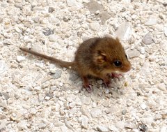 Muscardinus avellanarius