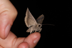 Ericeia subcinerea
