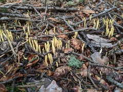 Alloclavaria