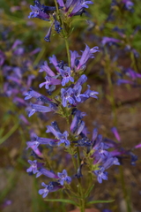 Penstemon gracilentus