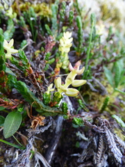 Exobasidium hypogenum