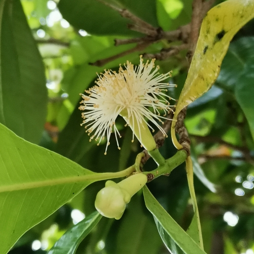 Foto de Cravo-da-índia