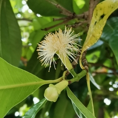 Syzygium aromaticum