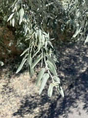 Elaeagnus angustifolia
