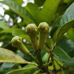 Syzygium aromaticum