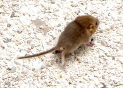 Muscardinus avellanarius