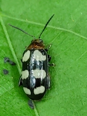 Disonycha trifasciata