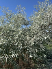 Elaeagnus angustifolia