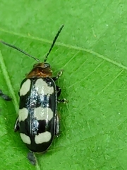 Disonycha trifasciata