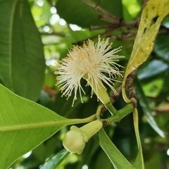 Syzygium aromaticum