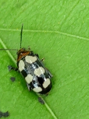 Disonycha trifasciata