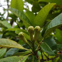 Syzygium aromaticum