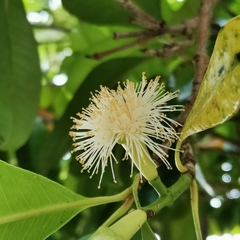 Syzygium aromaticum