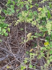 Heartleaf Cryptocarpus (Cryptocarpus cordifolius)