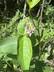 Asclepias rubra