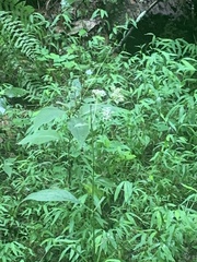 Iodanthus pinnatifidus