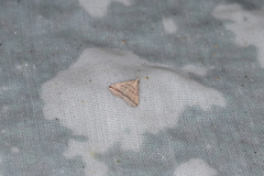 Lysimelia neleusalis