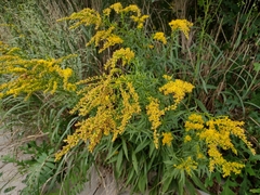 Solidago