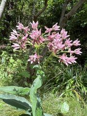 Asclepias rubra