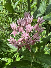 Asclepias rubra
