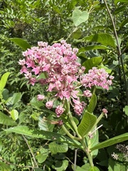 Asclepias rubra