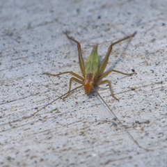 Oecanthus pini