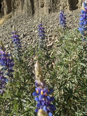 Lupinus altimontanus