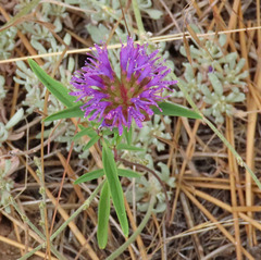Monardella breweri lanceolata
