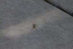 Oecanthus pini