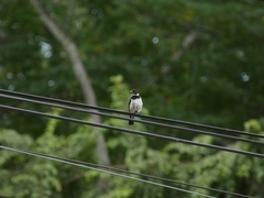 Sporophila morelleti