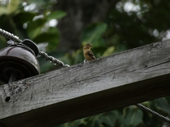 Sporophila morelleti