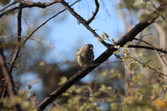 Camarhynchus parvulus