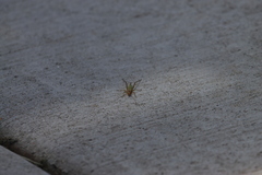 Oecanthus pini