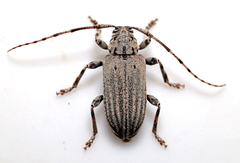 Glaucotes yuccivorus