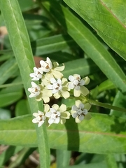 Asclepias nivea
