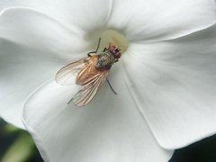 Thricops semicinereus