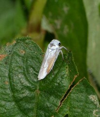 Tretogonia