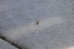 Oecanthus pini